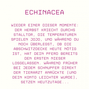 Echinacea für Pferde - Wirkung, Anwendung & Risiken