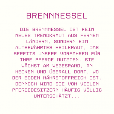 Brennnessel für Pferde: Was das unterschätzte Kraut wirklich kann