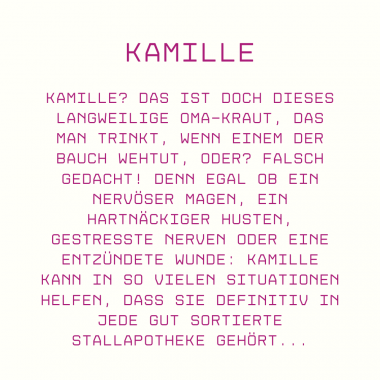 Kamille für Pferde: Alles über Anwendung, Dosierung & Wirkung