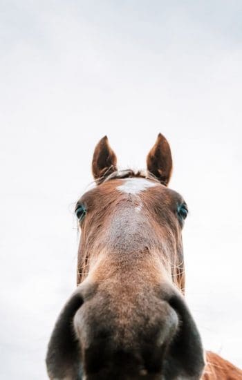 rafael-hoyos-weht-4mG1ta-QXto-unsplash rafael-hoyos-weht-4mG1ta-QXto-unsplash