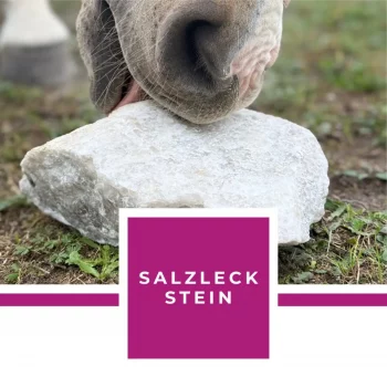 Pferd leckt an Salzleckstein (Steinsalz fürs Pferd) am Boden
